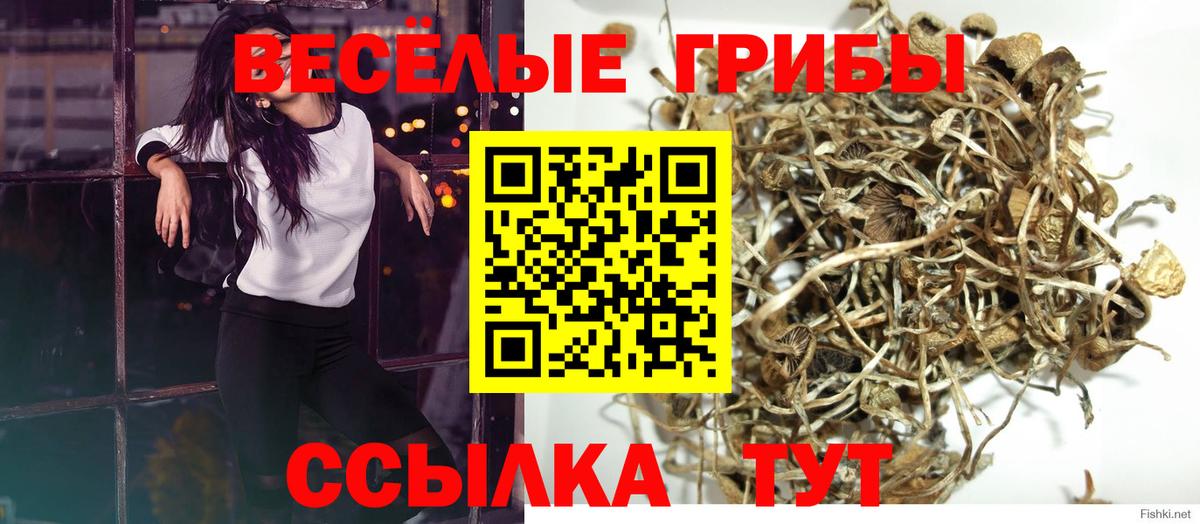 Галлюциногенные грибы Psilocybe Богданович